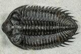 Top Quality Coltraneia Trilobite Fossil - Huge Faceted Eyes #328568-2